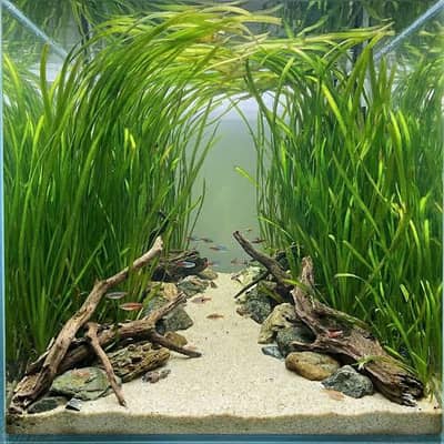 Aquatic Plants Low Tech Plants Vallisneria