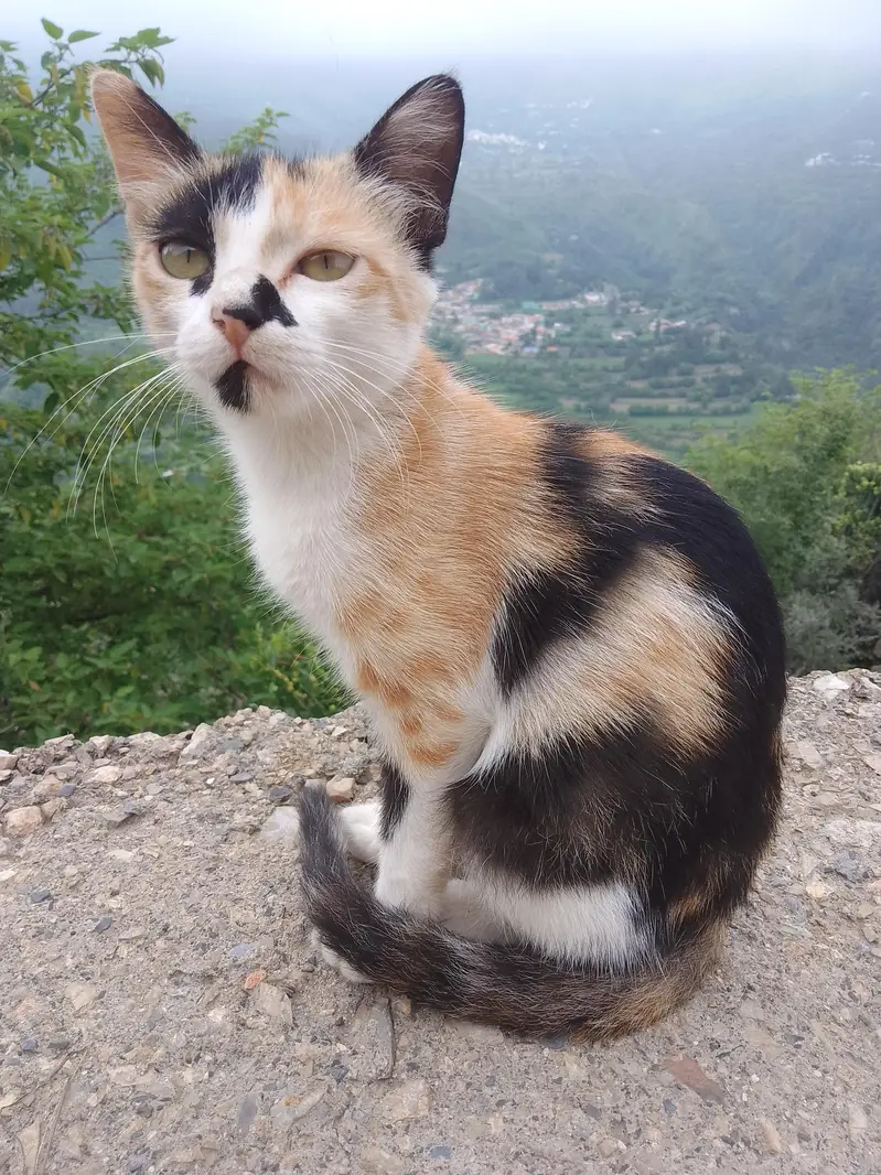 2 Kittens For Sale — photo 2
