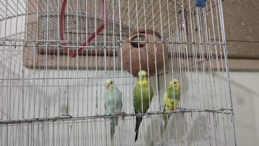 parrot