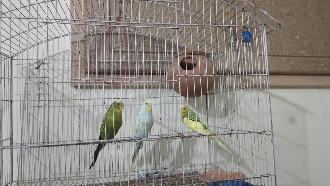 parrot 1