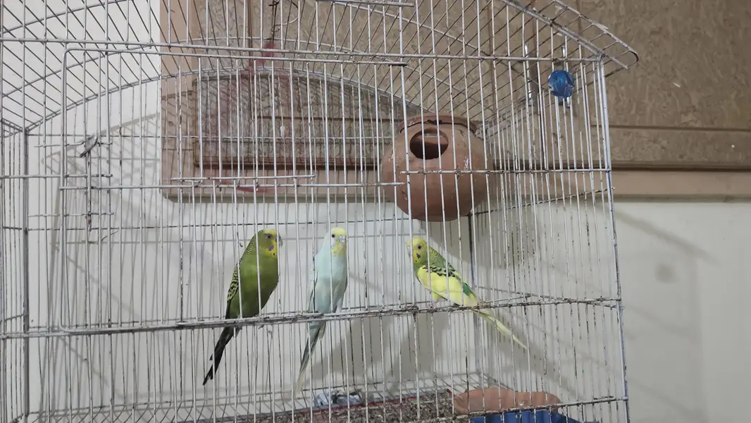 parrot — photo 2