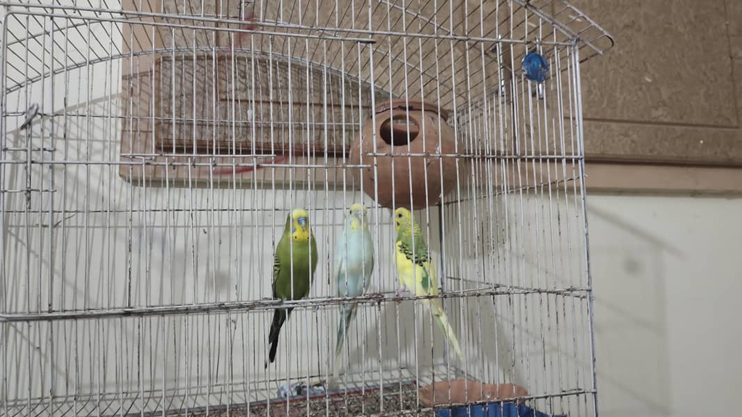 parrot 2