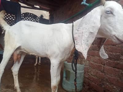 Pregnant goat for sale urgent