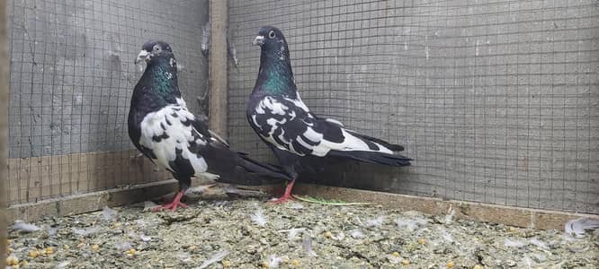 Rampuri joro walay kabotar for sale.