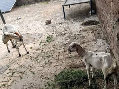 Healthy  Female Goat with Female Kid - Lahore. "