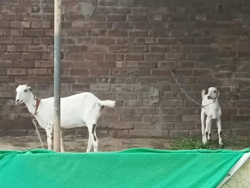 Healthy  Female Goat with Female Kid - Lahore. " — photo 2