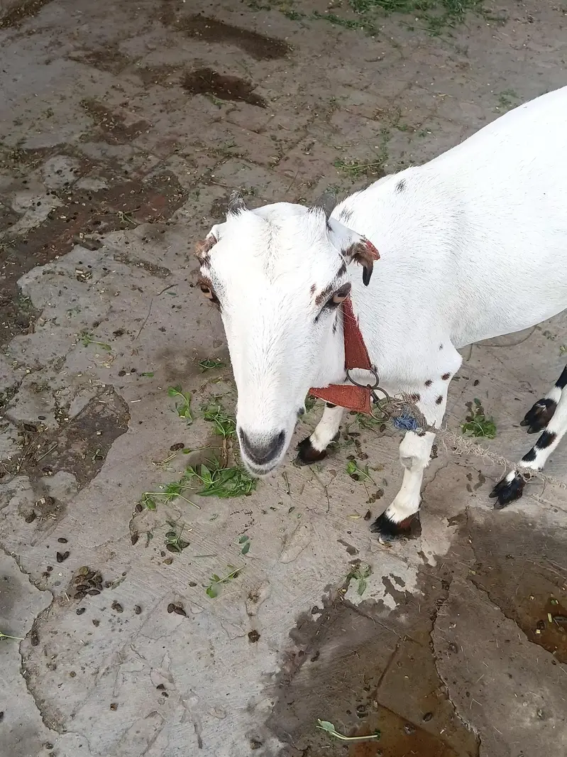 Healthy  Female Goat with Female Kid - Lahore. " — photo 3
