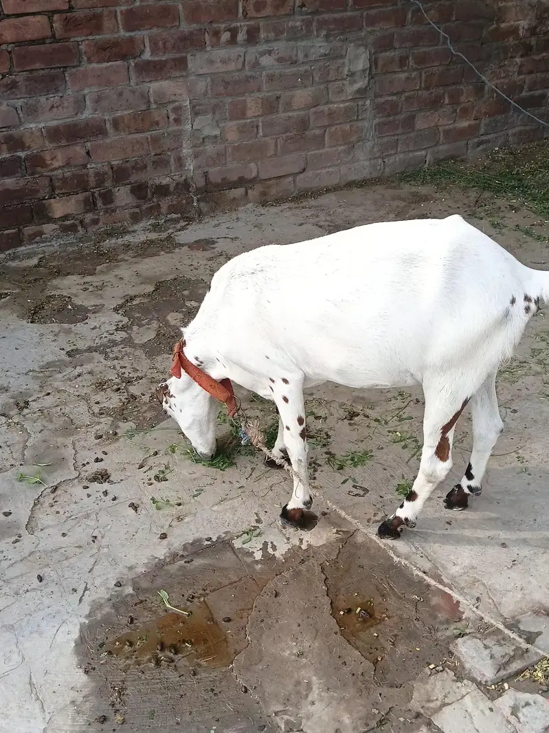 Healthy  Female Goat with Female Kid - Lahore. " — photo 4