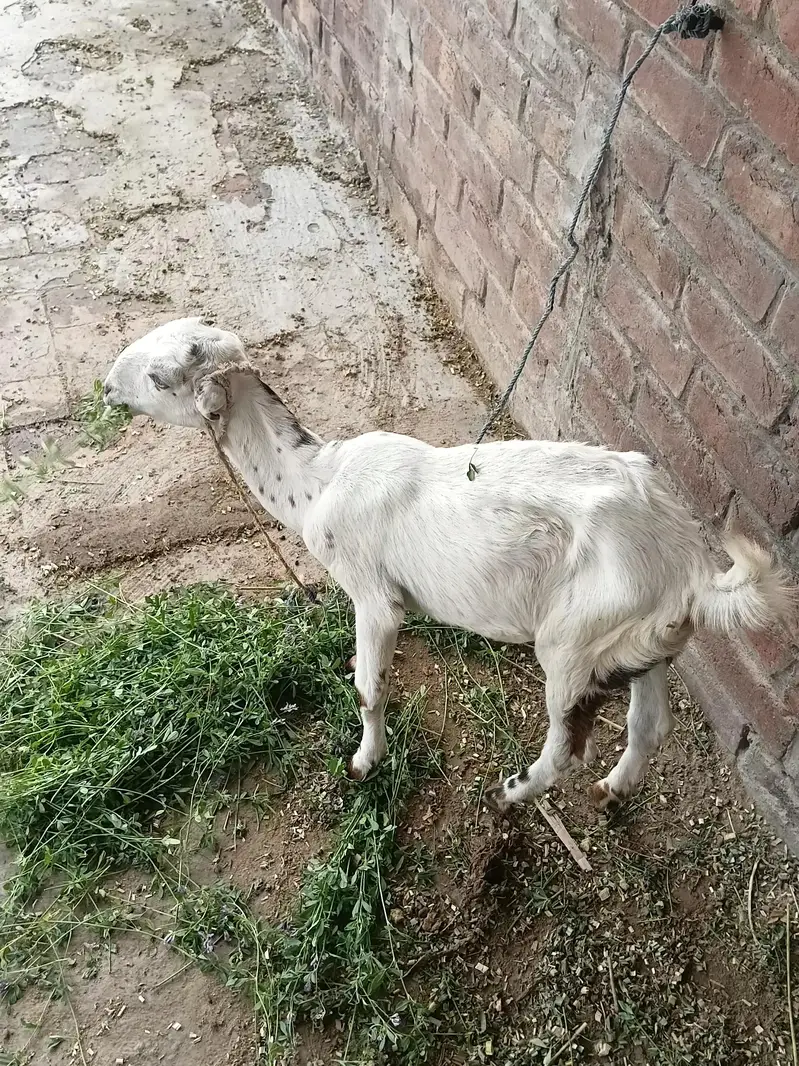 Healthy  Female Goat with Female Kid - Lahore. " — photo 5