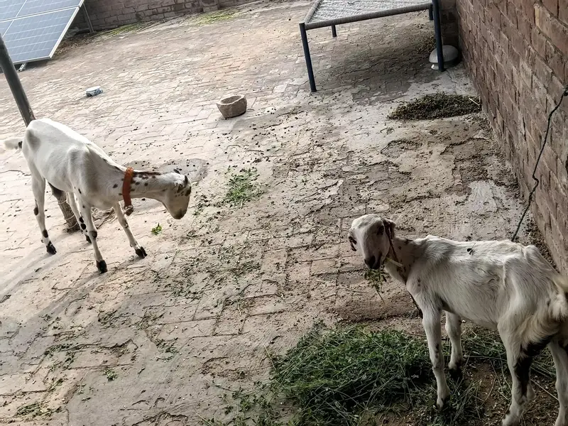 Healthy  Female Goat with Female Kid - Lahore. " — photo 6