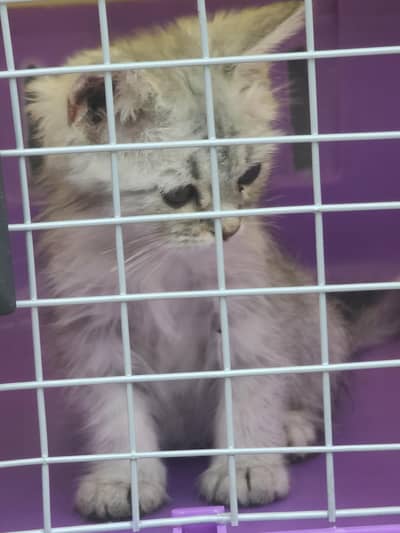kitten for sale