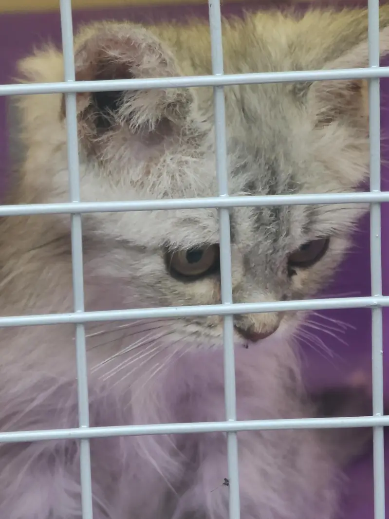 kitten for sale — photo 2