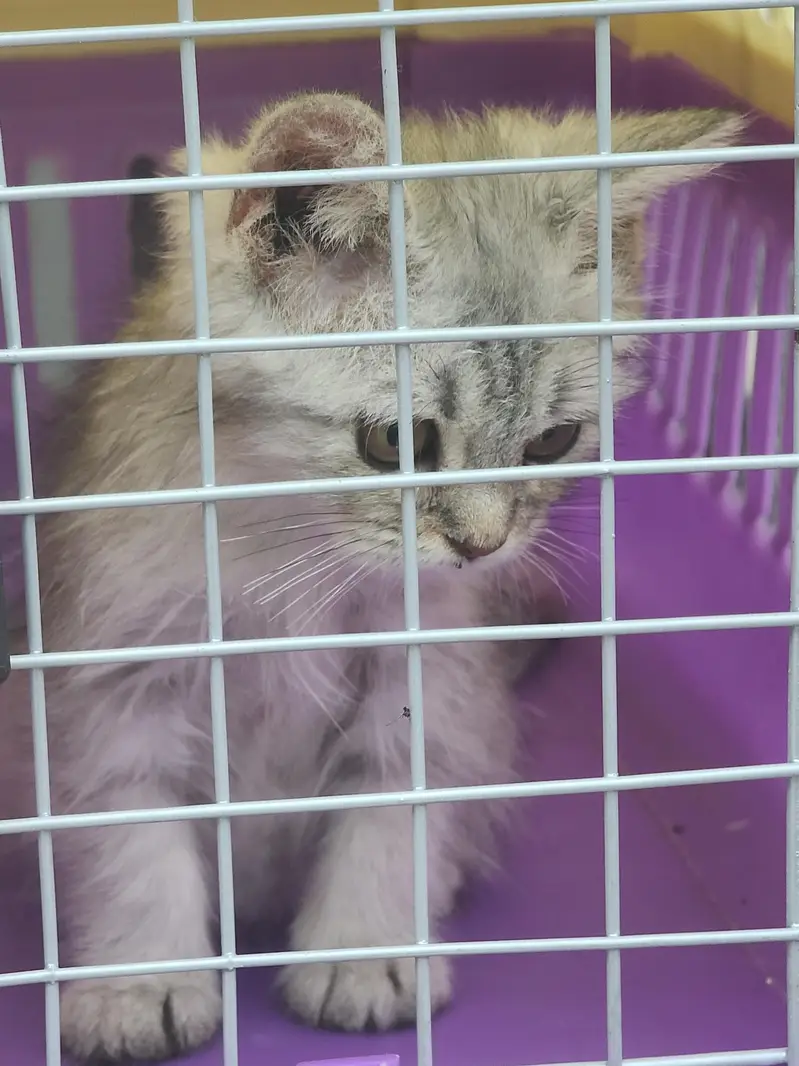 kitten for sale — photo 3
