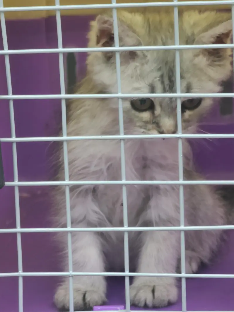 kitten for sale — photo 4