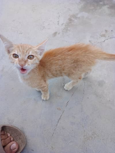 2 Kittens For Sale