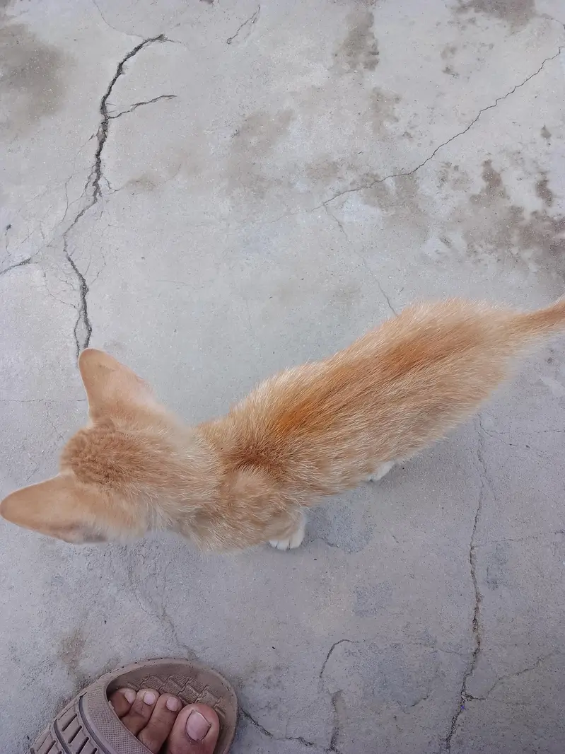 2 Kittens For Sale — photo 3