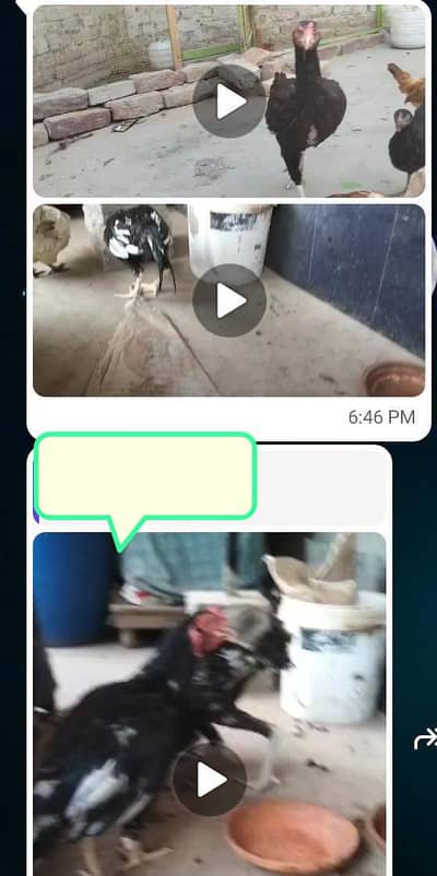 2 male 1 female 4 aseel choozay for sale location rahim yar khan