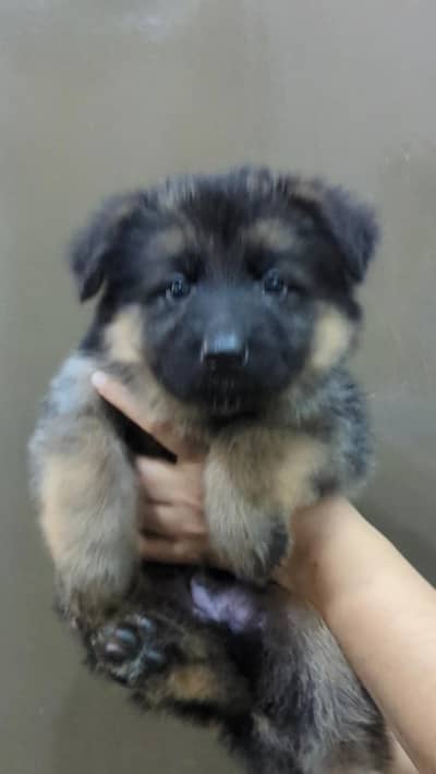 German Shepherd Puppy