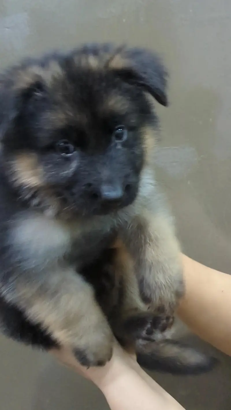 German Shepherd Puppy — photo 2