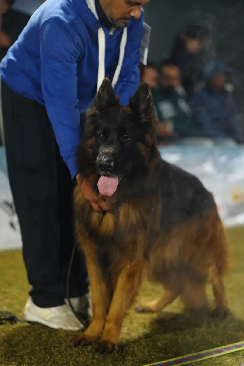 German Shepherd Puppy — photo 4