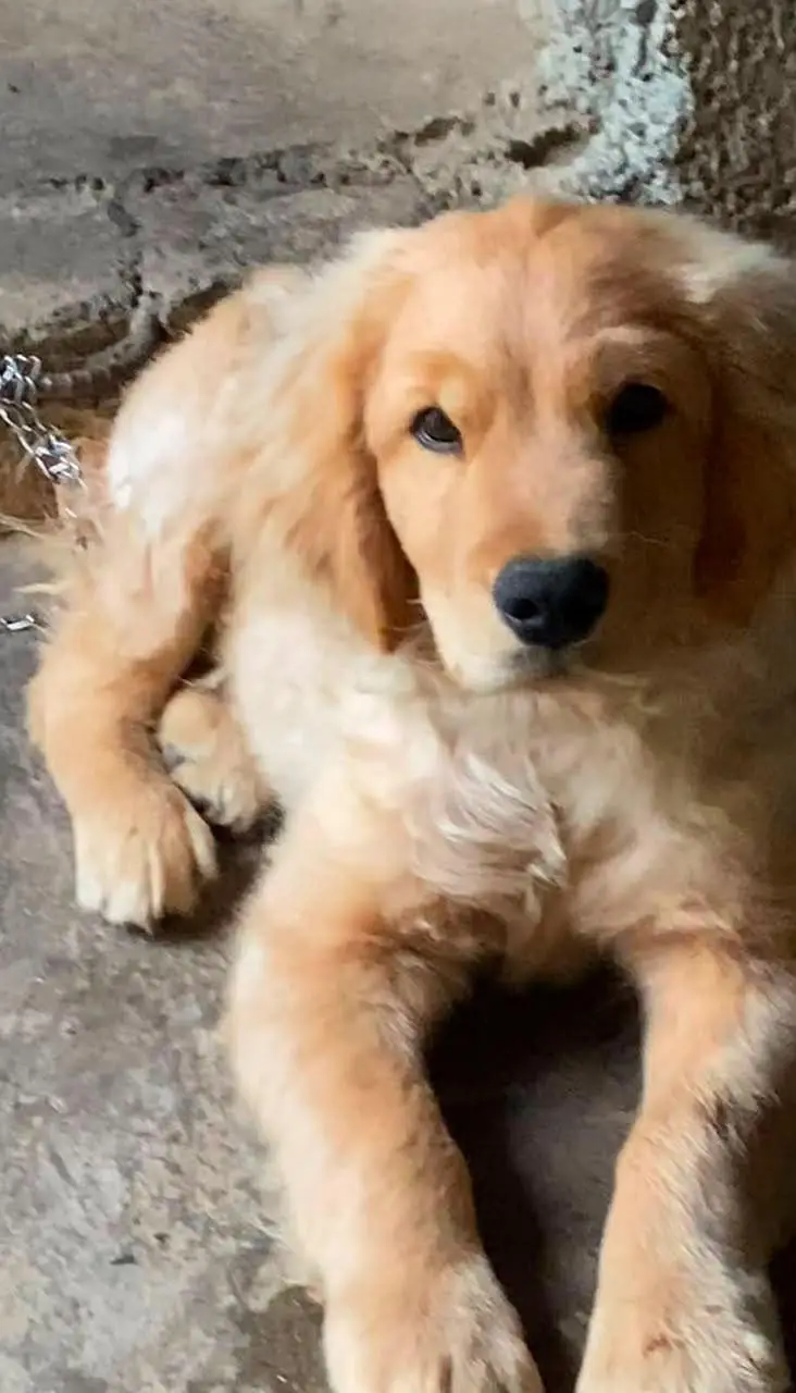 golden retriver — photo 2