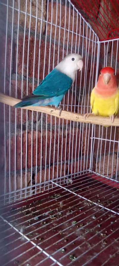 Love bird with Cage