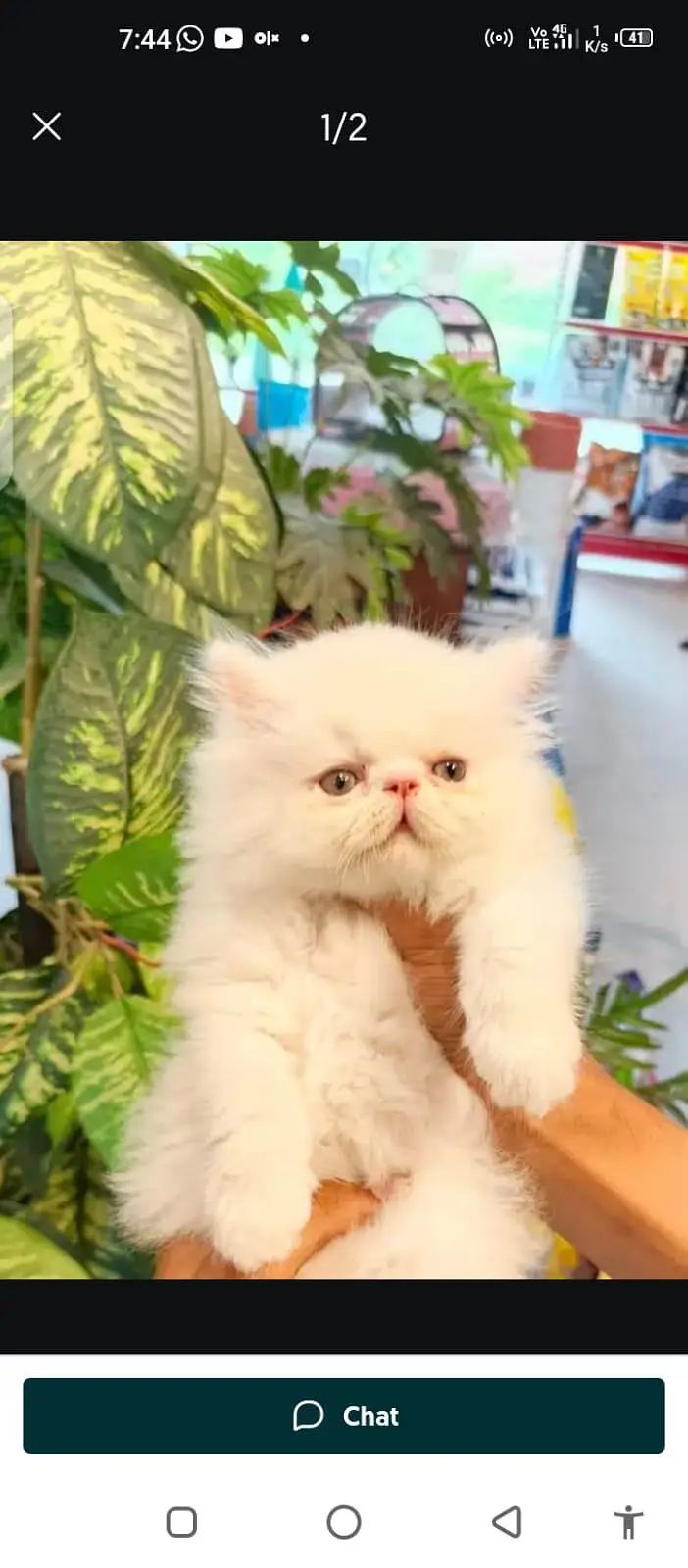 Persian cat for sale male or3093629454 my WhatsApp number — photo 3