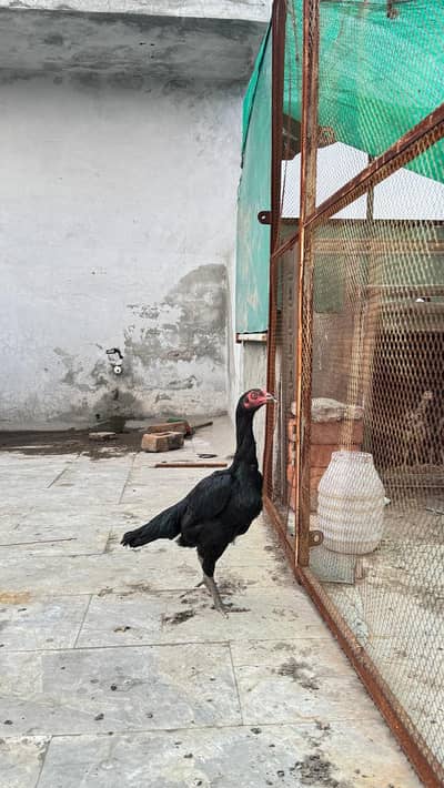 aseel chicks for sale