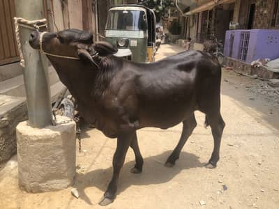 Bachya