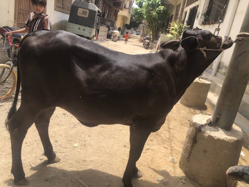 Bachya 1