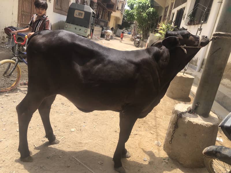 Bachya 2