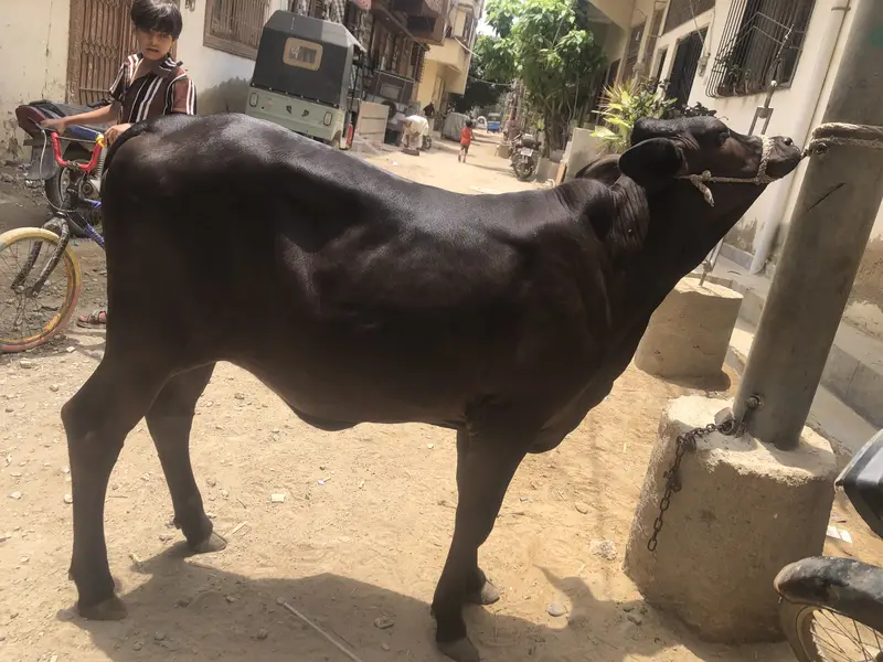 Bachya — photo 3
