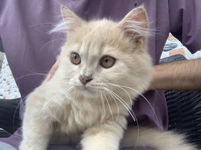 Cat for sell its cost around 6000