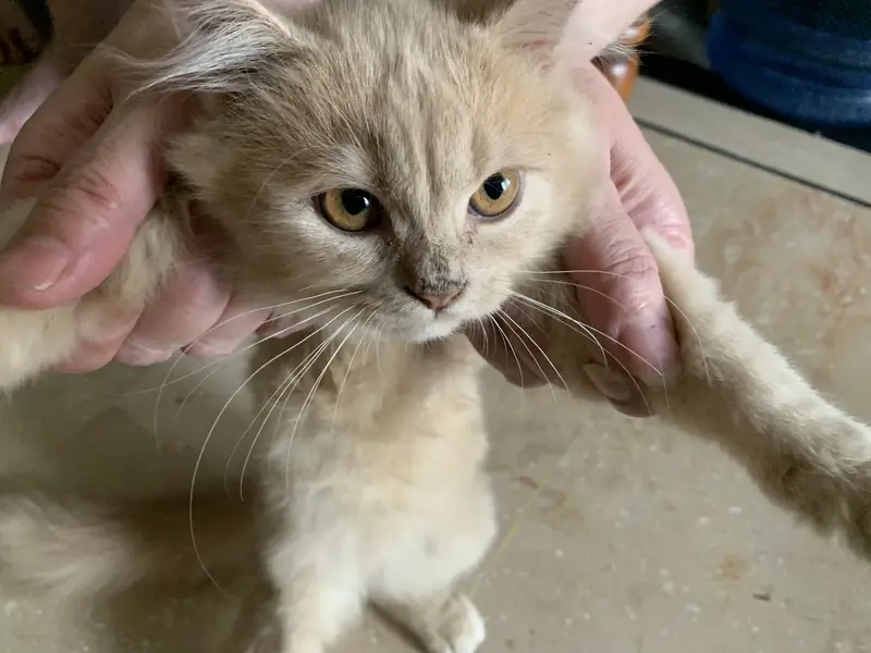 Cat for sell its cost around 6000 — photo 2