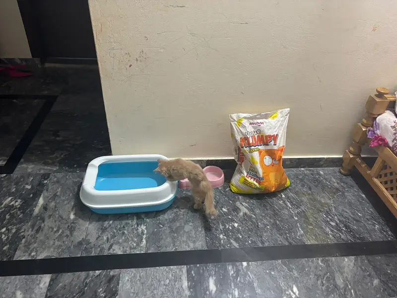 Cat for sell its cost around 6000 — photo 3