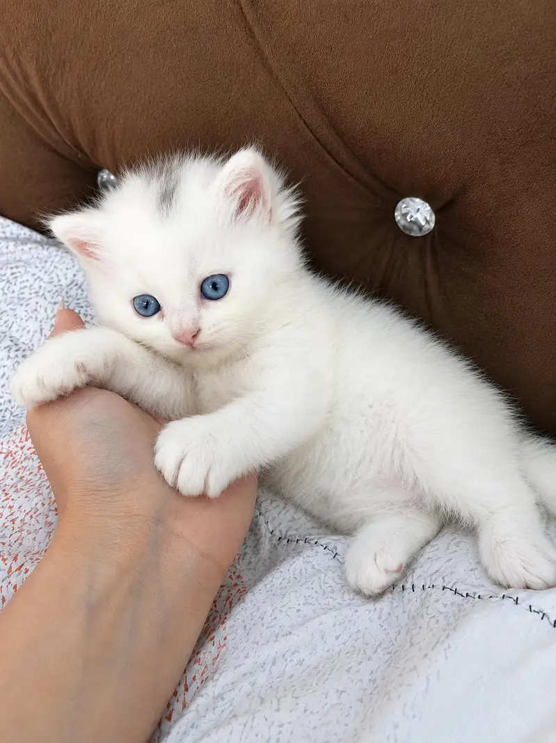 triple coated kittens — photo 2