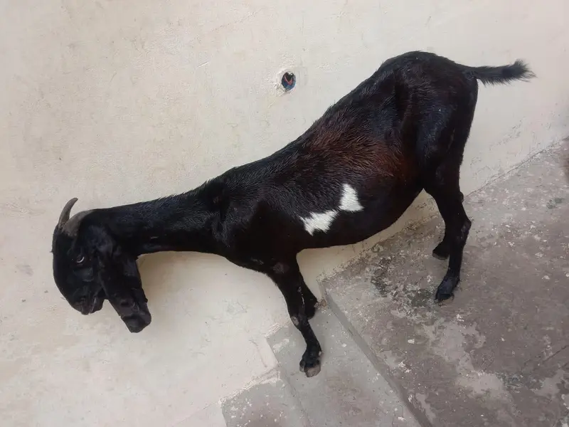 2 dfa 3 bache dye hen seht mnd he desi bkri he — photo 3