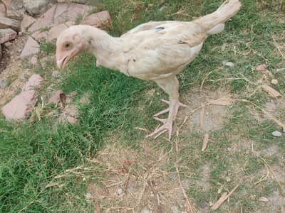Pure Aseel