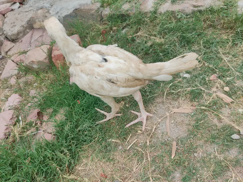 Pure Aseel — photo 2