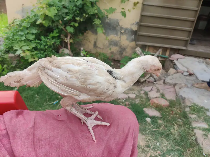 Pure Aseel — photo 3