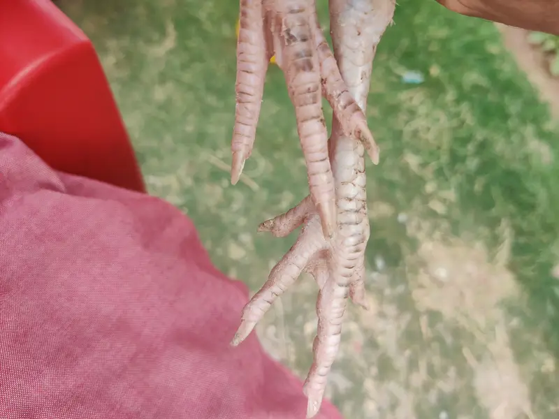Pure Aseel — photo 8