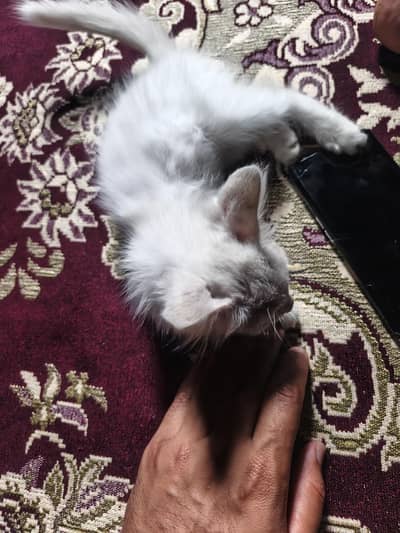 persion cat blue eyes