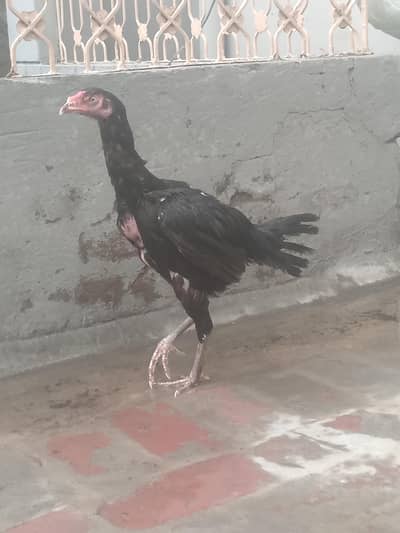 pakitanti samnabad