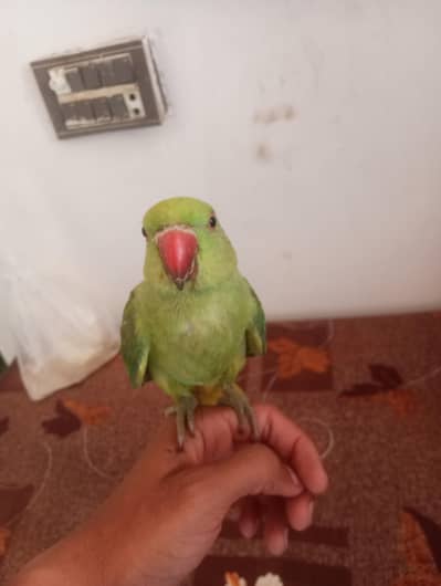 sell ringneck green parrot