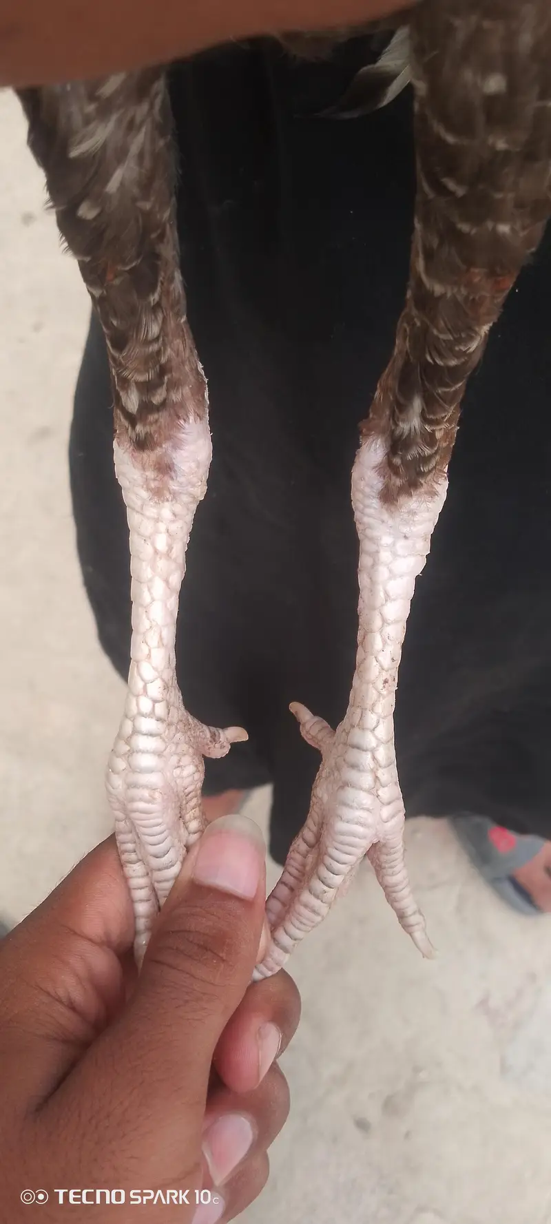 2pathy 4sale aik bangum or aik lasani — photo 2