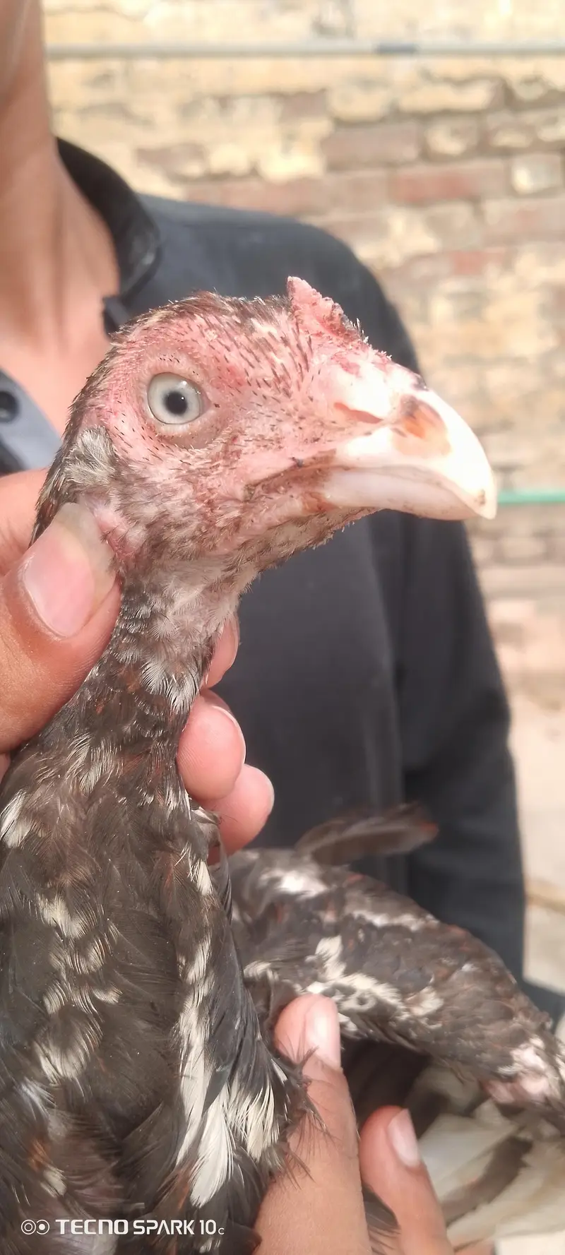 2pathy 4sale aik bangum or aik lasani — photo 3