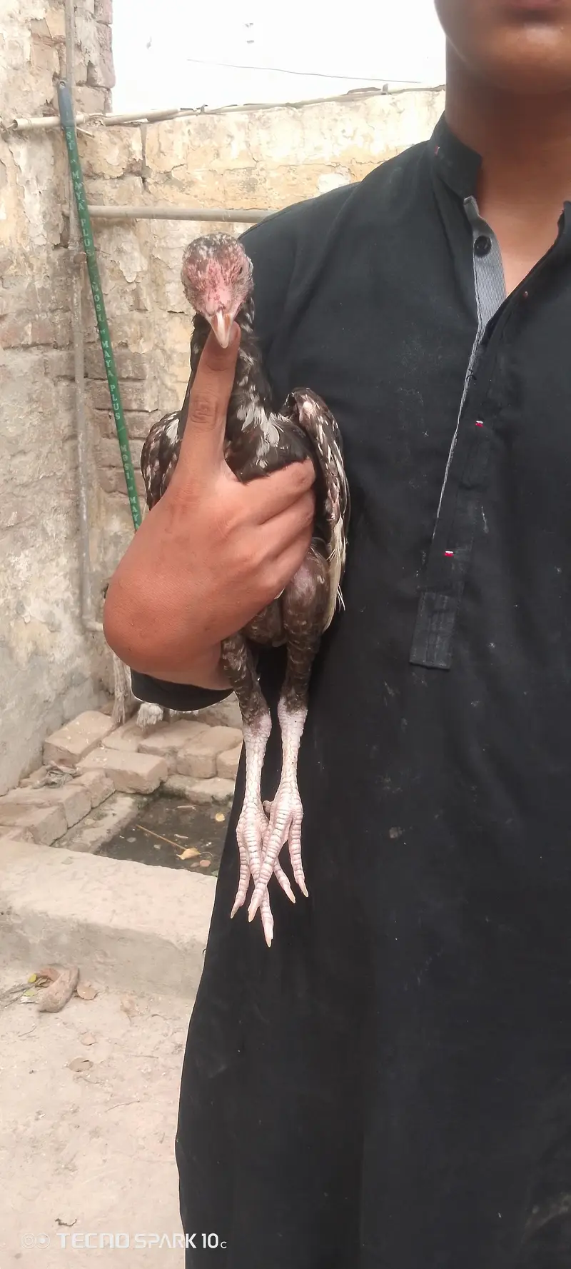 2pathy 4sale aik bangum or aik lasani — photo 4