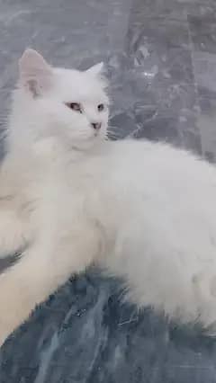 Female Persian cat available for sale My WhatsApp number 03065552120