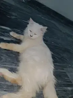 Female Persian cat available for sale My WhatsApp number 03065552120 — photo 2