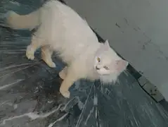 Female Persian cat available for sale My WhatsApp number 03065552120 — photo 3